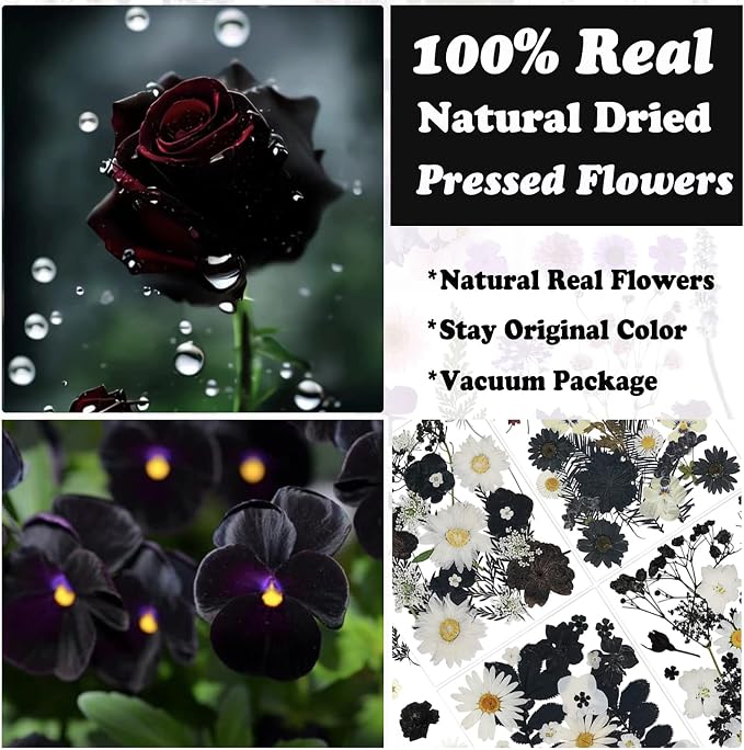 94 Pcs Black Pressed Dried Flowers - Image 2