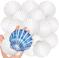 20Pcs 3-4 Inch Scallop Shells for Crafts, Natural White Scallop Shells for by LAMIVORA