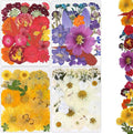 Dried Pressed Flowers by Buzidao