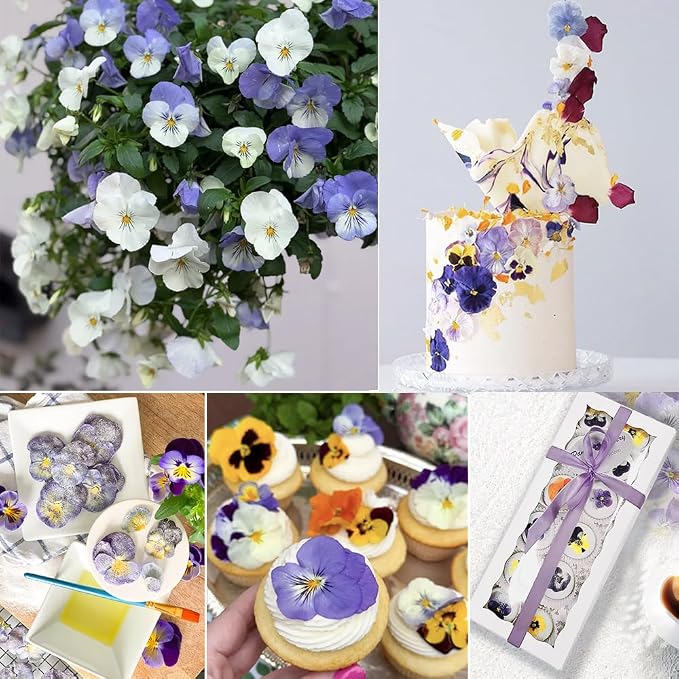 48 Pcs Real Natural Viola Pansy Dried Pressed Flowers - Image 2