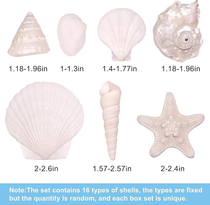 Silver White Sea Shell Mixed Ocean Shells Set, 1.2"-2.6" Various Sizes Natural - Image 3