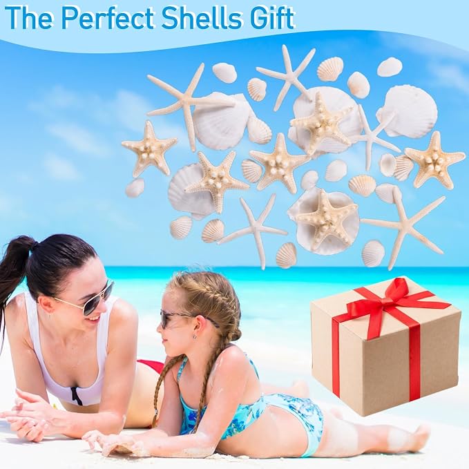 24PCS Sea Shells for Crafts Decoration - Image 6