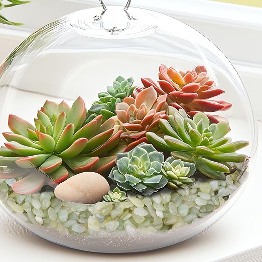 5 lbs Jade Pebbles for Indoor Plants, 1/5 Inch Succulent and Cactus Pebbles - Image 7
