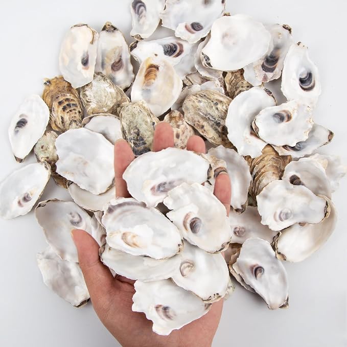 QEQEKAKA 30PCS Oyster Shells 2"-2.5" Small Flat Oyster Shells - Image 3