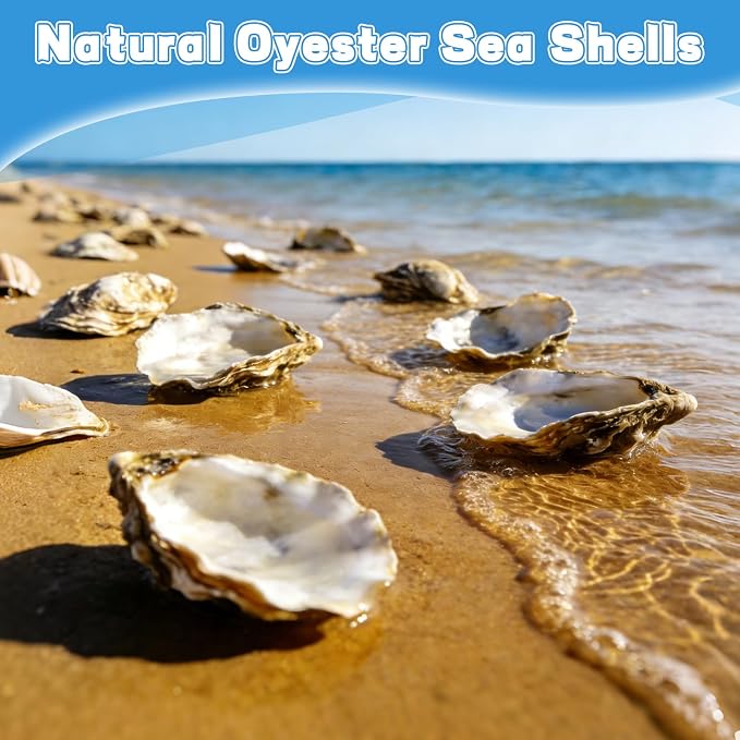 20Pcs Oyster Shells for Crafts 2"-3" Natural Oyster Shells for DIY Crafting - Image 8