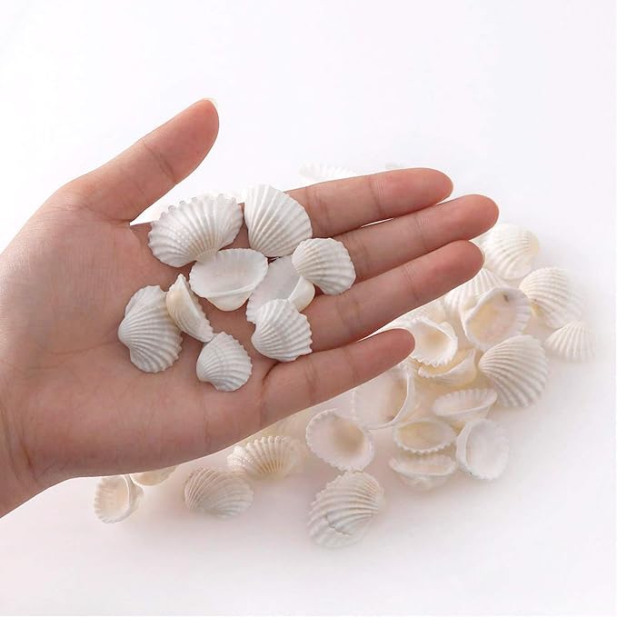 SINKOO Bulk Natural White Small Seashell Clam Super Shells Assortment - Image 5