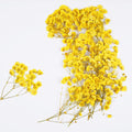 50Pcs Yellow Babys Breath Dried Pressed Flowers by Unknown
