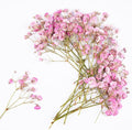 50Pcs Pink Babys Breath Dried Pressed Flowers by Unknown