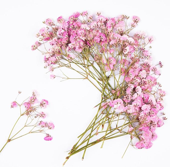 50Pcs Pink Babys Breath Dried Pressed Flowers by Unknown