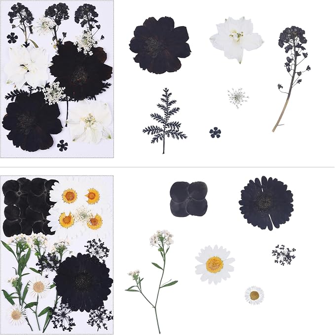 115Pcs Black Dried Pressed Flowers - Image 4