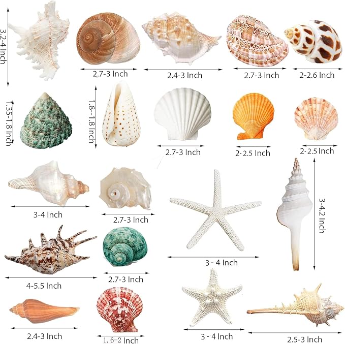 JQAQJU Sea Shells Mixed Beach Seashells 20 Kinds, 1.5"-5.5" Various Sizes Large - Image 2