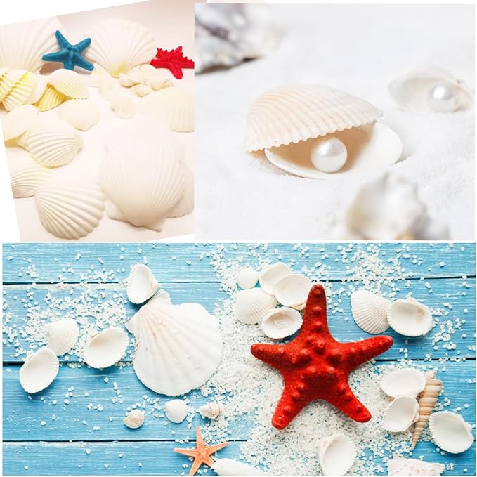 Jangostor 48 PCS Scallop Shells Natural Seashell, 1.5" to 2" White Scallop - Image 7