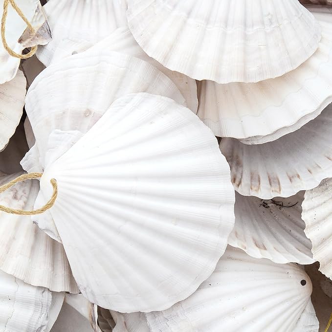 24Pcs Scallop Shells White Natural Seashell 2"-3" Perforation Scallop Shells - Image 3