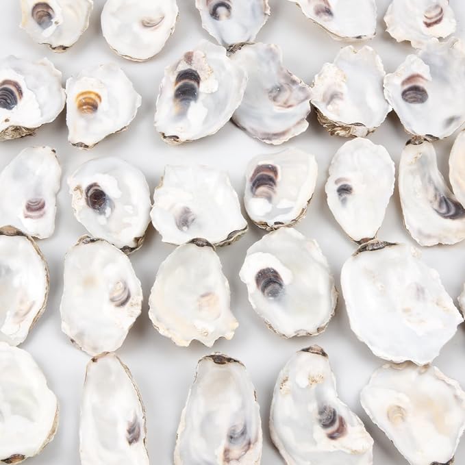 QEQEKAKA 30PCS Oyster Shells 2"-2.5" Small Flat Oyster Shells - Image 5