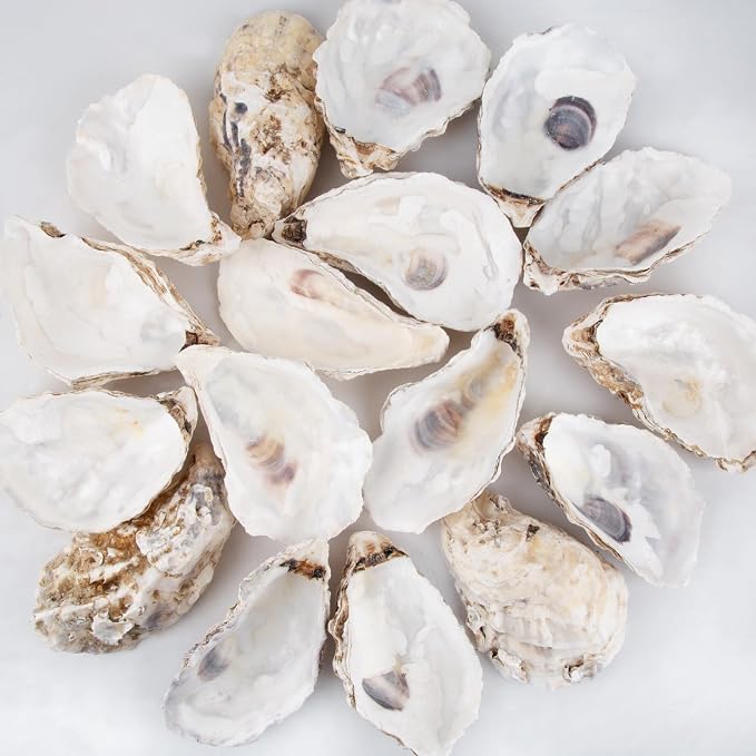 QEQEKAKA 30PCS Oyster Shells Flat & Concave 5"-6" Extra Large Oyster Shells by QEQEKAKA
