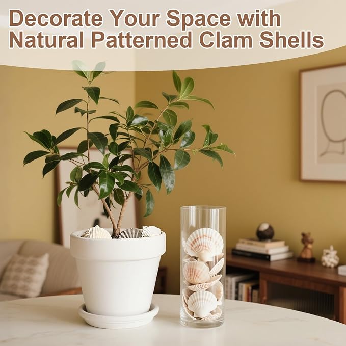 MAQIHAN 60 PCS Small Sea Shells - Image 6