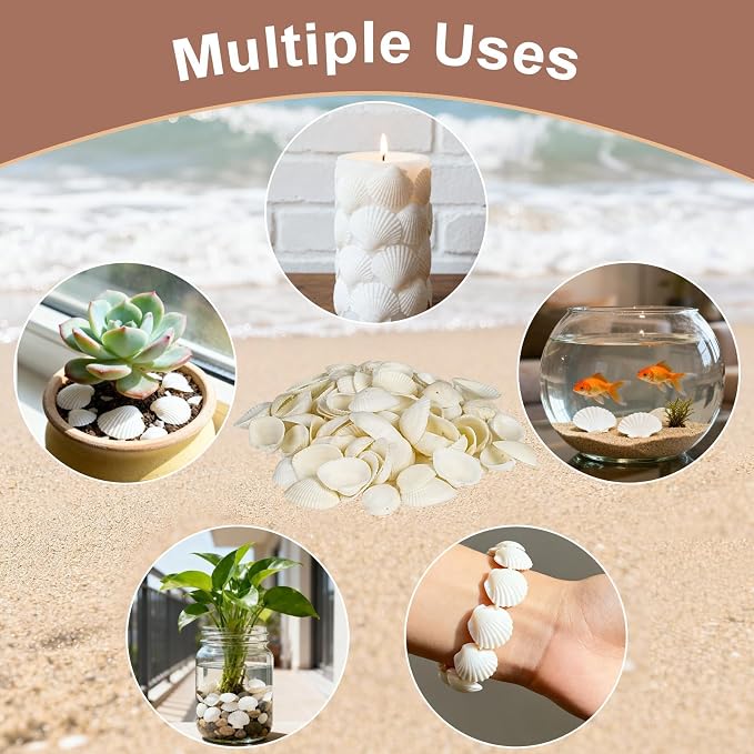 MAQIHAN White Seashells Bulk for Crafts – Small Natural Clam Shells 0.8–1.2 in - Image 6