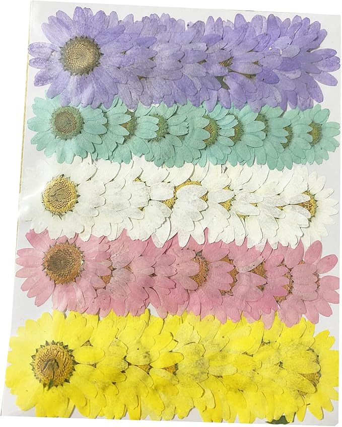 50pcs Natural Dried Daisy Flower, Vacuum Packaging, Pressed Flower - Image 7
