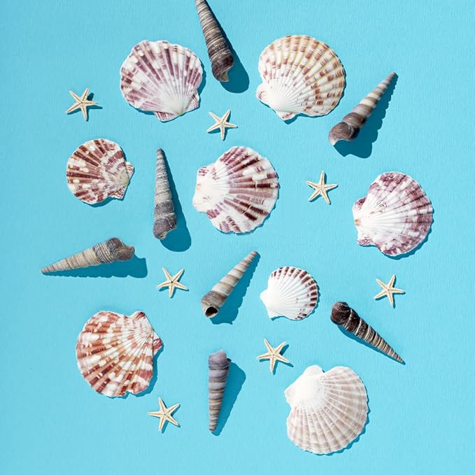 30 PCS+ Scallop Shells Natural Seashell, 1.5"-2.5" Natural Scallop Shells Small - Image 4