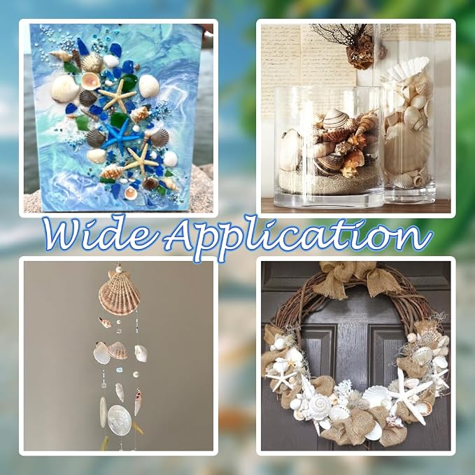 Natural Sea Shells Mixed -15 Kinds of Natural Seashells, Starfish & Urchins | - Image 4