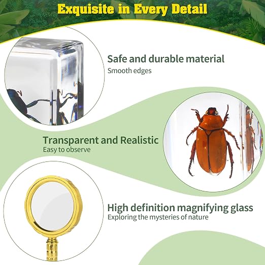15 Real Insect Resin Specimens Set - Image 5