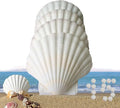 15 Pcs Sea Shells White Large Scallop Shells by PLOOTA