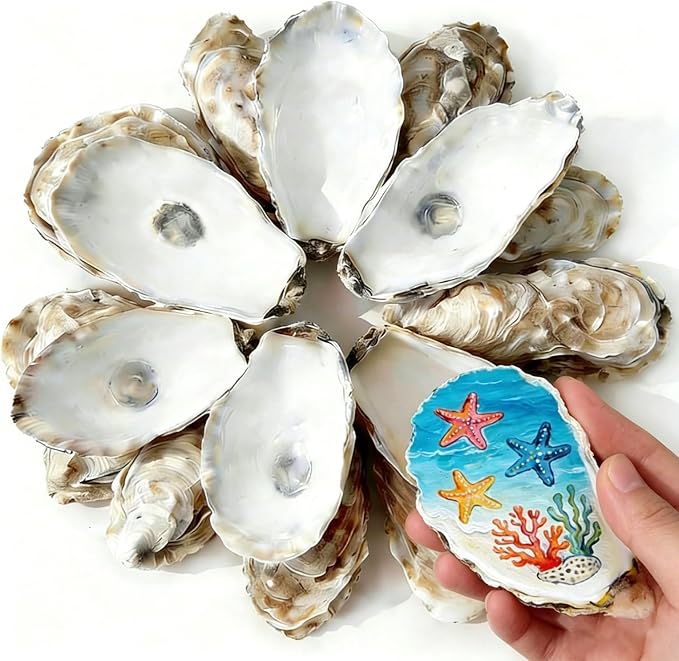 20Pcs 3-4 Inch Natural Oyster Shells by Unknown