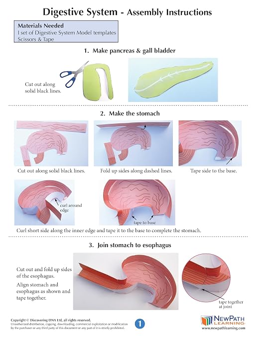 NewPath Digestive System 3-D Paper Model Making Kit - Image 4