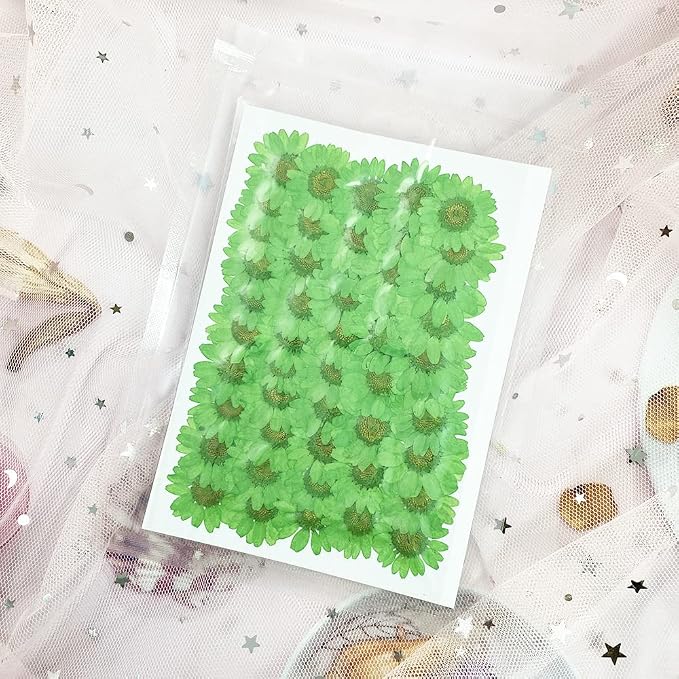 50pcs Natural Dried Daisy Flower, Vacuum Packaging, Pressed Flower - Image 2