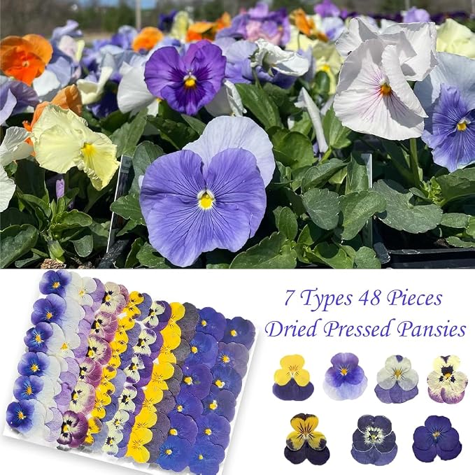 48 Pcs Real Natural Viola Pansy Dried Pressed Flowers - Image 5