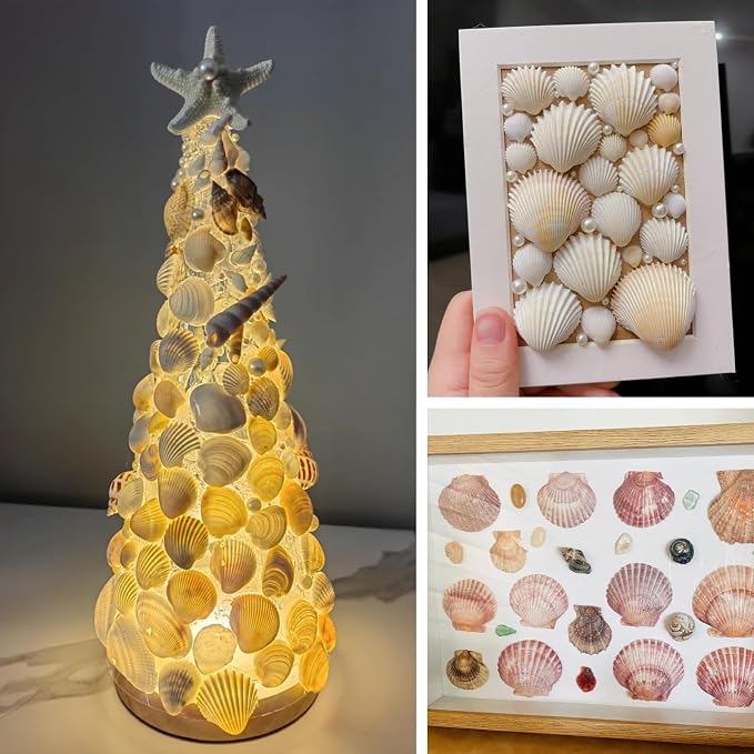 30Pcs Sea Shells - Image 4