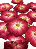 20 pcs Mini Rose Real Natural Dried Pressed Flowers by UOKWIWI