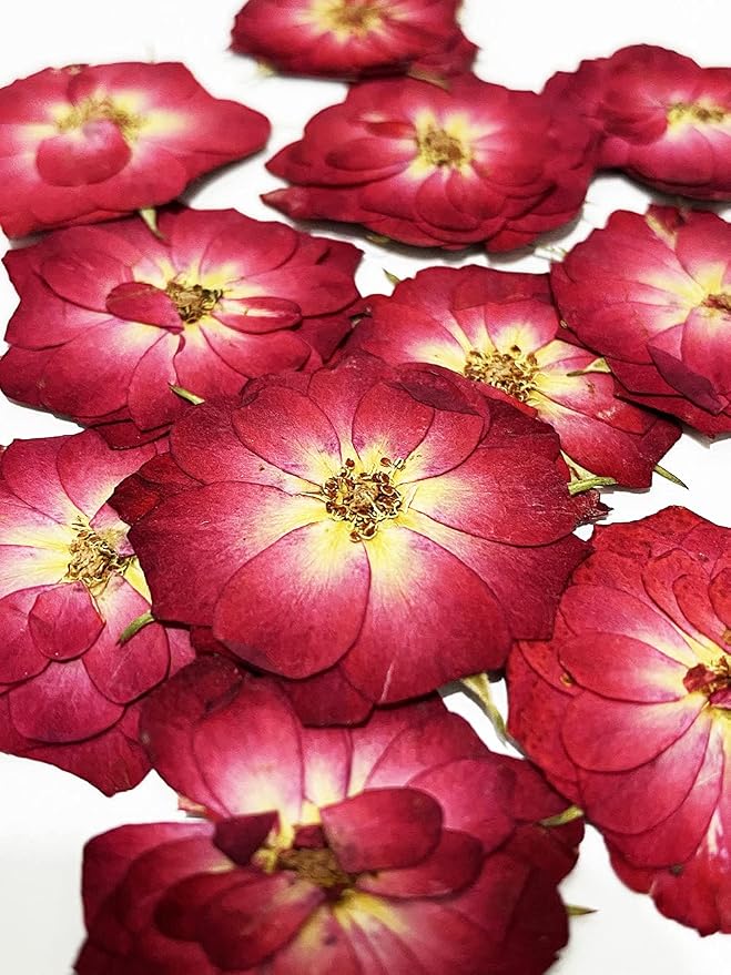 20 pcs Mini Rose Real Natural Dried Pressed Flowers by UOKWIWI