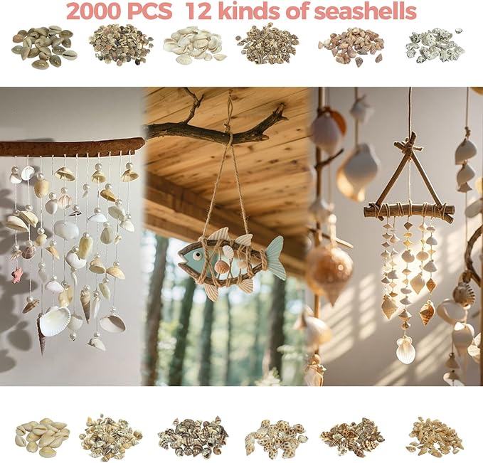 2000 PCS 12 Kinds of Tiny Sea Shells - Image 2