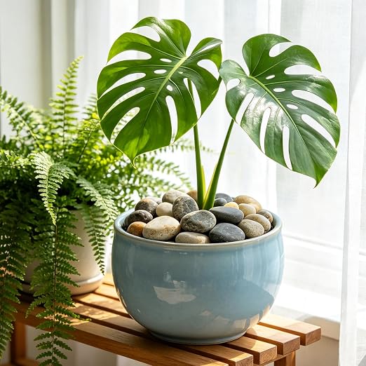 40 LBS Natural Pebbles - Image 5