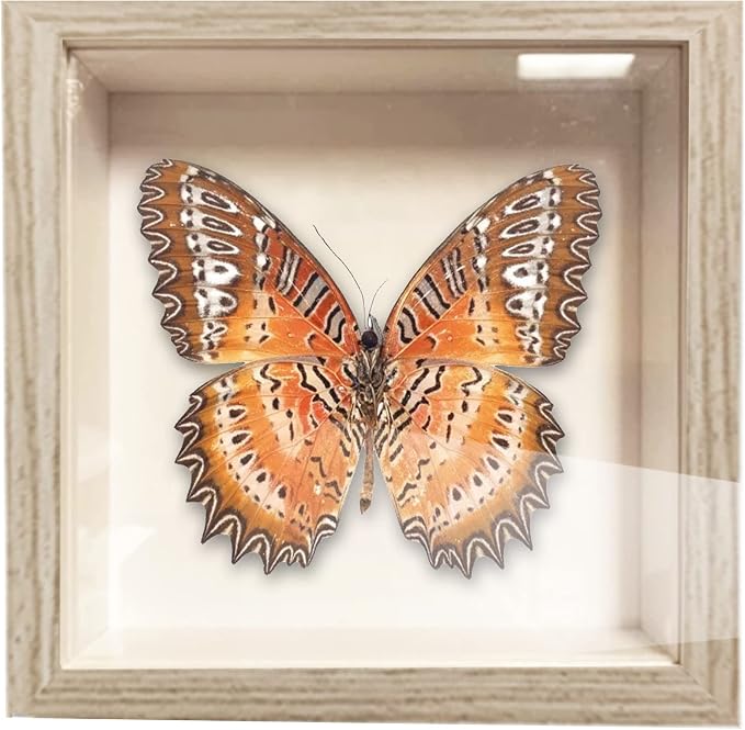 5x5 Small Shadow Box Frame, Display Case Box - Image 6