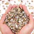 QICQDRAM Crushed Shells for Crafts About 1LB Small Natural Crushed Shells Bulk by QICQDRAM
