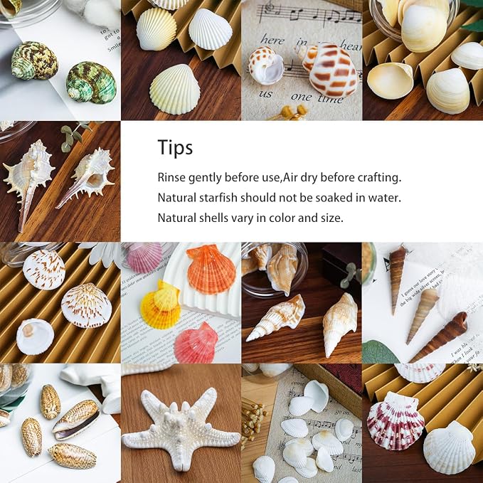 70+ Pcs 16 Kinds Natural Assorted Seashells 1.2"-3.5" - Image 5
