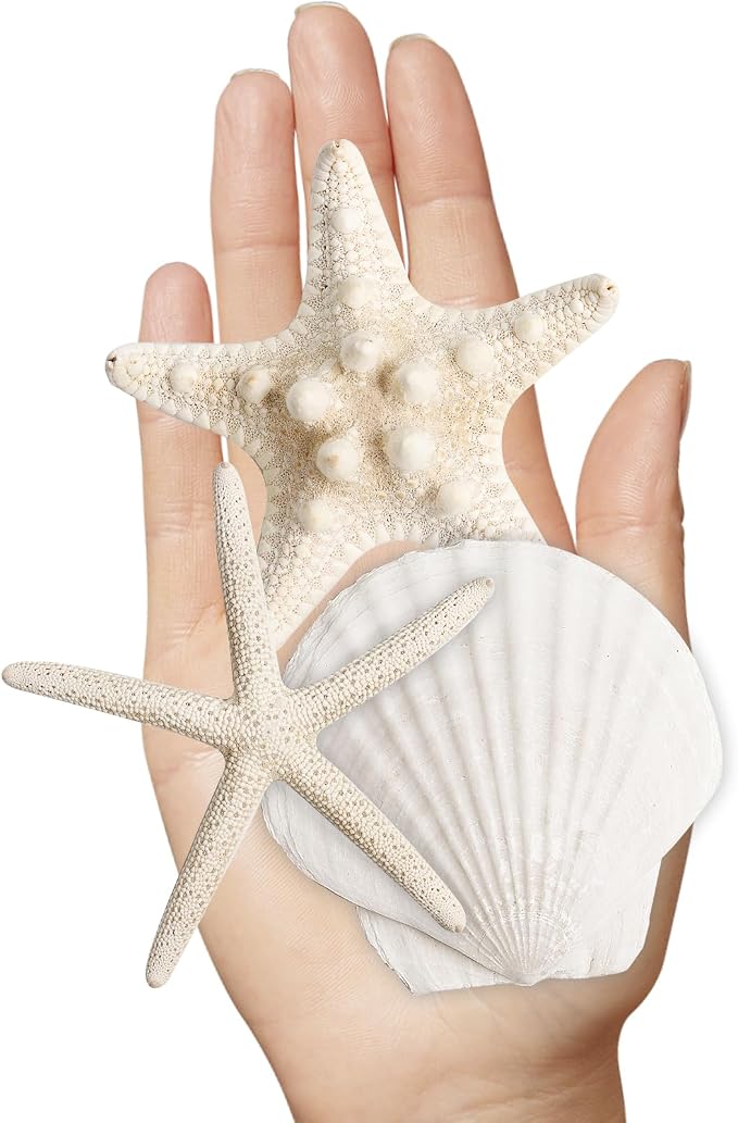 16 Pieces Starfish and Scallop Shells - Image 4