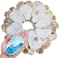 30PCS 4"-5" Flat Oyster Shells, Large Natural Oyster Shells by DOODLEBEAN