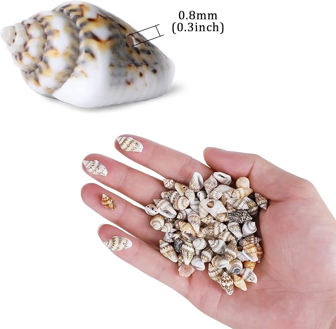 500pcs Natural Tiny Small Seashells - Image 4