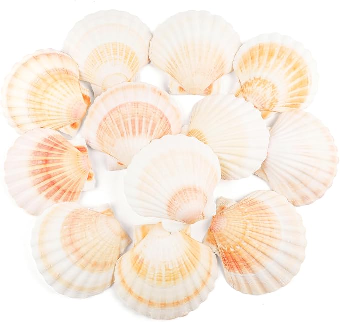 12 PCS Scallop Shells Natural Seashell, Fish Tank and Vase Filler by Unknown