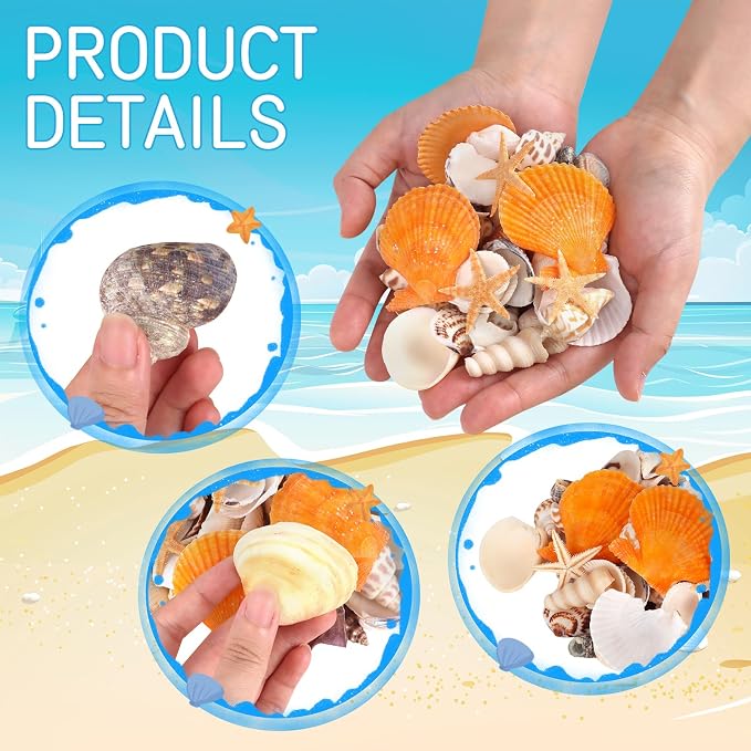 WEOXPR Mixed Sea Shells, 150+ Pcs Beach Seashells Starfish, Various Sizes Ocean - Image 4