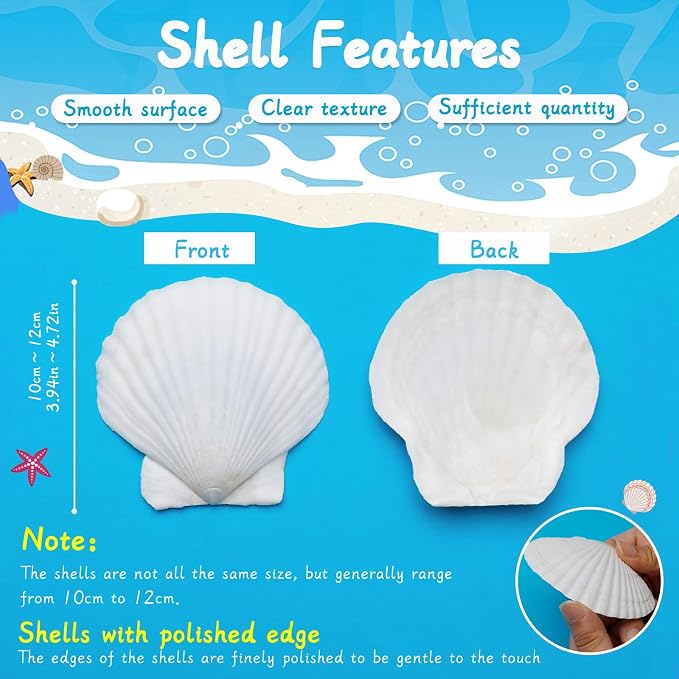 10 PCS Scallop Shells, Seashells - Image 3