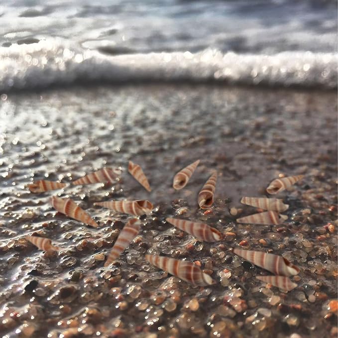 400 PCS Mini Sea Shells Natural Small Seashells, 0.6"-1.4" Tiny Sea Shells - Image 4