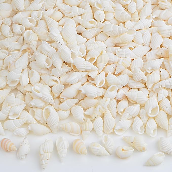 Approx 700pcs Small White Clam Cay Seashells Natural Tiny Sea Shell Mini Spiral - Image 4