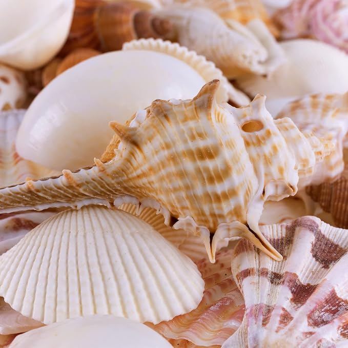 Super Z Outlet Sea Shells Mixed Beach Seashells - Image 2