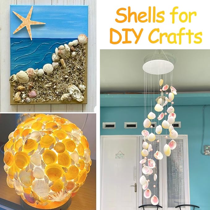 80+ Pcs Natural Seashells, Mixed Starfish Sea Shells - Image 5