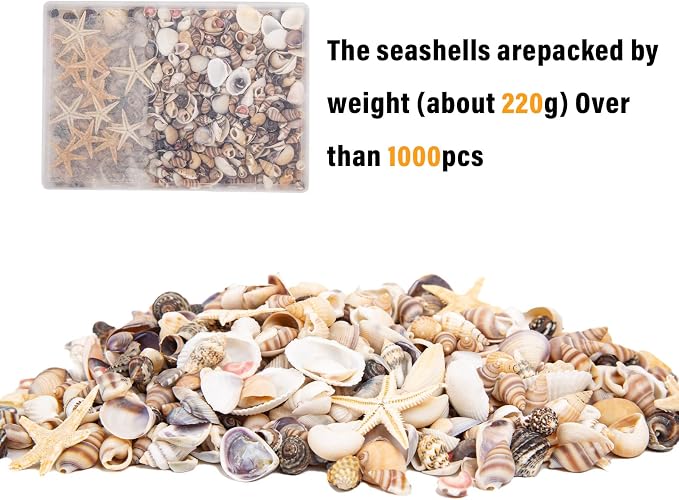 JQAQJU 1000 PCS Mini Sea Shells Small Starfish Mixed, 20 Kinds of Tiny - Image 4