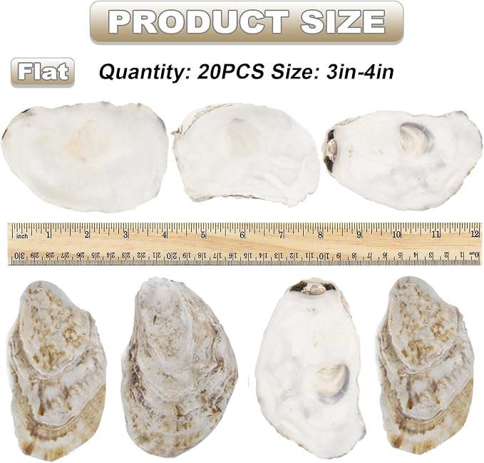 20 PCS Flat Oyster Shells for Crafts 3"-5" Natural Oyster Shells Bulk, for Home - Image 3